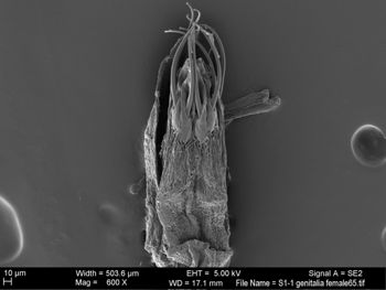 Media type: image; Invertebrate Zoology 131275